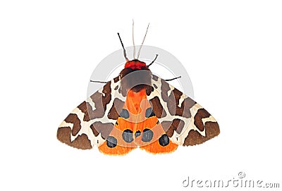 Garden tiger moth (Arctia caja) Stock Photo