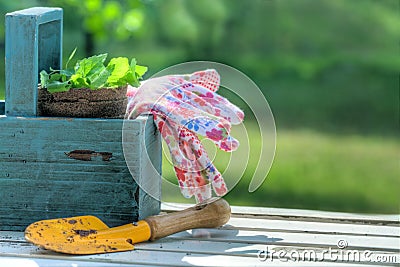 Garden tools in a blue wooden tool box Stock Photo