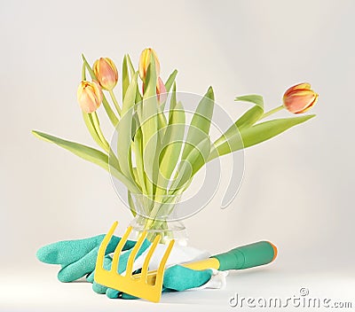 Garden tools claw and gloves with tulips Stock Photo