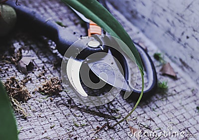 Garden tools cutter, scissors. transplanting flowers in spring Stock Photo