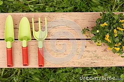 Garden tools of green color: a small bush of yellow viola flowers, lie on the painted boards of the bench Stock Photo