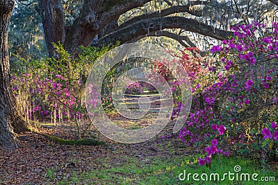 Garden Trail through Blooming Spring Azaleas Stock Photo