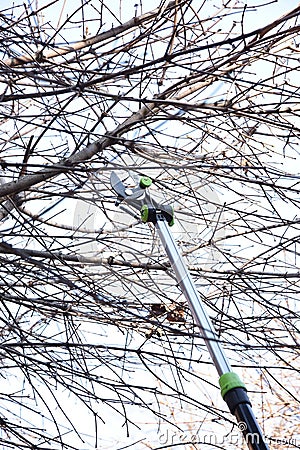 Tree brenches cutting with hight pruner Stock Photo