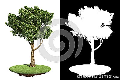 Garden Tree Isolated on White Background. Stock Photo