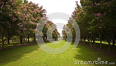 Garden with trees on sides Stock Photo