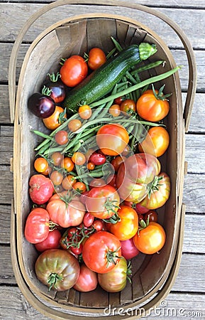 Garden trug harvest basket with homegrown vegetables, tomatoes, Stock Photo