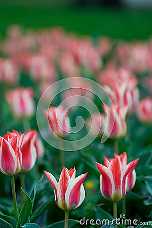 Tulip garden Stock Photo