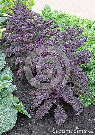 Garden Vegetable Bed. Stock Photo