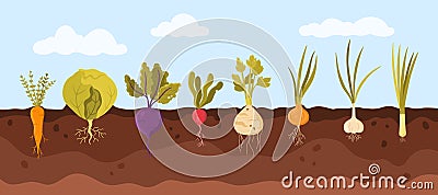 Garden vegetable growth in soil, infographic background with organic agriculture plants Vector Illustration