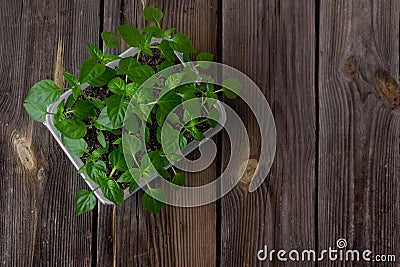 Garden and vegetable garden .Spring planting.Fresh young pepper sprouts in a box.Green seedlings on a rustic wooden table.Green Stock Photo