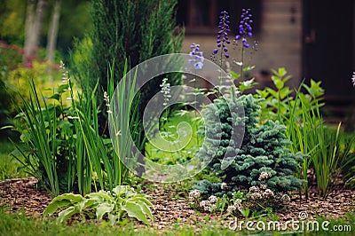 Garden view with various conifers and perennials Stock Photo