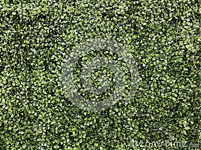 garden wall ornamental formal gardening green hedge bush wall fence closeup artificial leaves Stock Photo