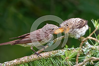 Garden warbler feeding a juvenile Stock Photo