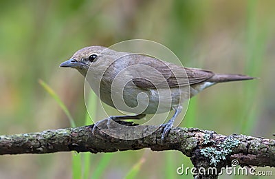 Garden warbler sylvia borin posing on little branch in light grey plumage Stock Photo