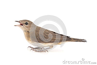 Garden Warbler, Sylvia borin, isolated on white background Stock Photo