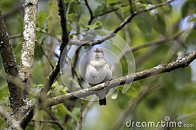 Garden warbler, Sylvia borin Stock Photo