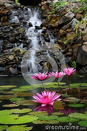 Garden and waterfall Stock Photo