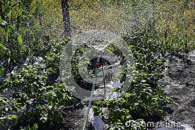 Garden watering with water from a hose and a water Sprinter Stock Photo