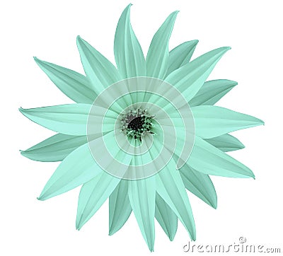 Garden white-turquoise flower, white isolated background with clipping path. Closeup. no shadows. view of the stars, for the de Stock Photo