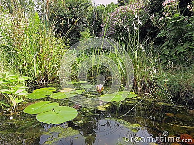 Garden Wildlife Pond Stock Photo