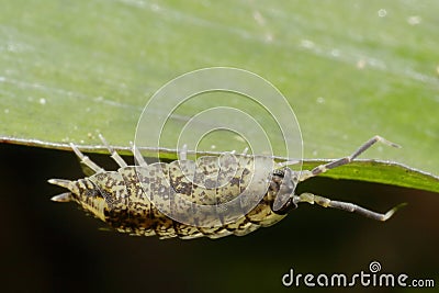 Garden woodlouse walking upside down on grass seeds Stock Photo