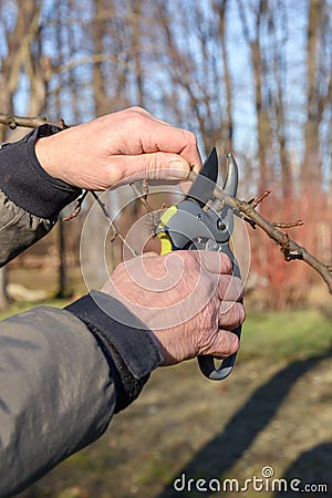 Garden worker cut the trees sprout Stock Photo