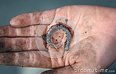 Garden worm twisted on a dirty human palm Stock Photo