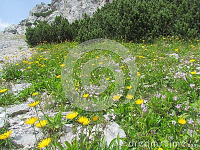 Garden of yellow flowering hawkbit (Leontodon pyrenaicus) flowers Stock Photo