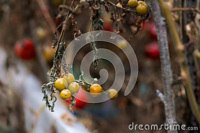 Garden with yellow tomato plants. overripe tomatoes in an abandoned greenhouse. Stock Photo