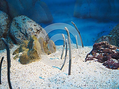 Gardened eels Stock Photo