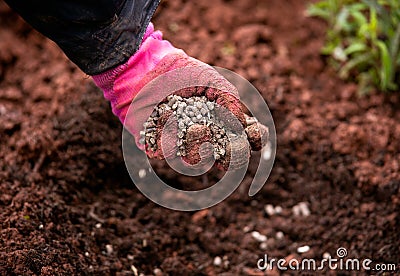 Gardener adding chicken manure pellets to soil ground for planting in garden Stock Photo