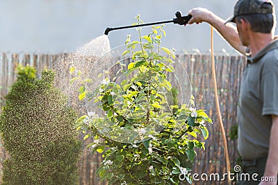 Gardener applying an insecticide fertilizer to his fruit shrubs Stock Photo