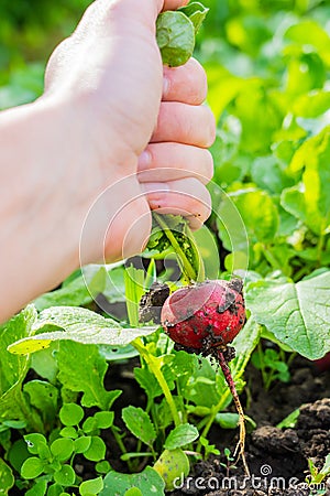 A gardener collects fresh red radish on an organic farm leading an environmentally friendly lifestyle, a farmer grows red radish, Stock Photo