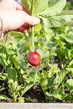 A gardener collects fresh red radish on an organic farm leading an environmentally friendly lifestyle, a farmer grows red radish, Stock Photo