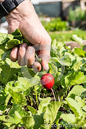 A gardener collects fresh red radish on an organic farm leading an environmentally friendly lifestyle, a farmer grows red radish, Stock Photo