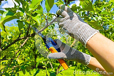 gardener cuts branches on a fruit tree Stock Photo