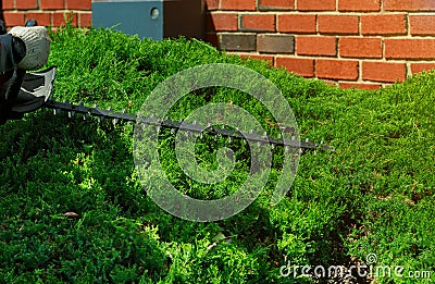 Gardener cuts a hedge with a hedge trimmer Stock Photo