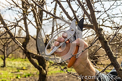 Gardener cuts the pruning shears excess branches of fruit trees Stock Photo