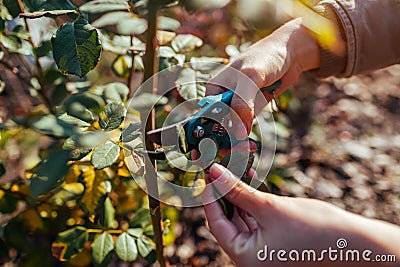 Gardener cuts rose leaves off with pruner to prepare bush for winter. Work in autumn garden. Stock Photo