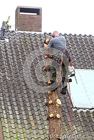 Worker is cutting down a tree, Netherlands Editorial Stock Photo