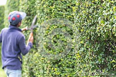 Gardener cutting a hedge in the garden Stock Photo