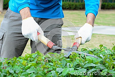 Gardener cutting hedge with grass shears Stock Photo