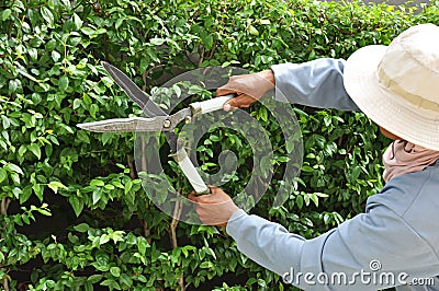 Gardener cutting hedge with grass shears Stock Photo