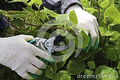 Gardener cutting a hedge hydrangea with a garden pruner, close uppruning bushes, Pruning a hydrangea bush Stock Photo