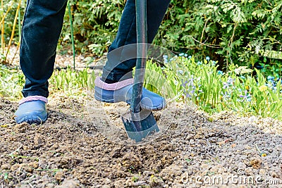 Gardener digging the earth over with a garden spade to cultivate the soil ready for planting in early spring. Stock Photo