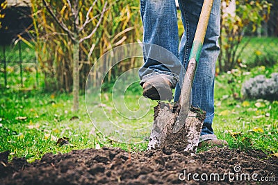 Gardener digging in a garden with a spade Stock Photo