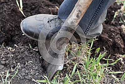 Gardener digging with spade in garden Stock Photo