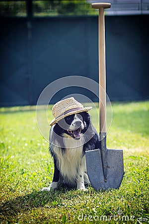 Gardener dog with spade and hat on the garden and farming Stock Photo
