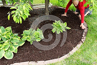 Gardener doing mulch work around the house Stock Photo