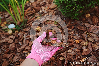 Gardener hand in glove mulching garden beds with pine bark Stock Photo